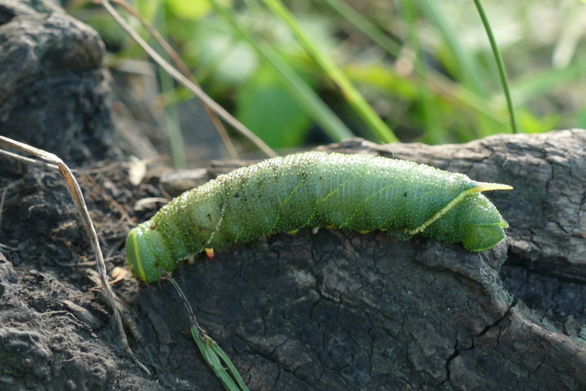 Зеленая гусеница древоточец