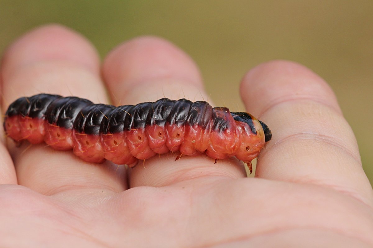 Гусеница жука древоточца