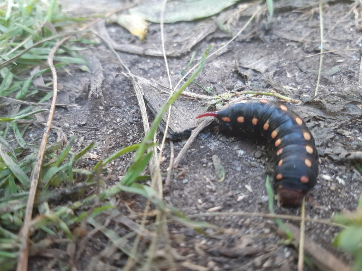 Гусеница с рогом на хвосте коричневая