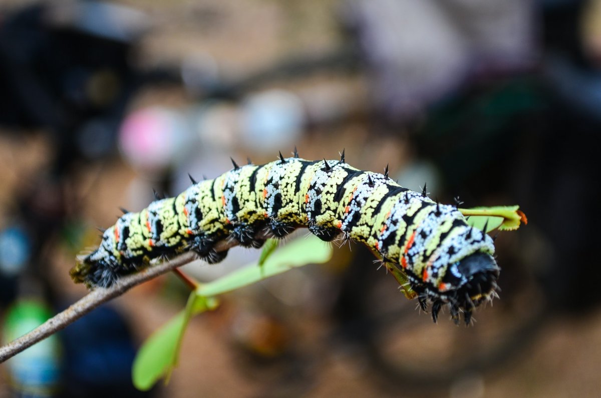 Жареные гусеницы