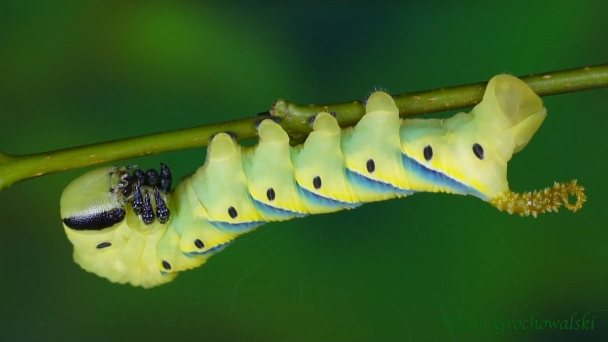 Гусеница монстр мертвая голова