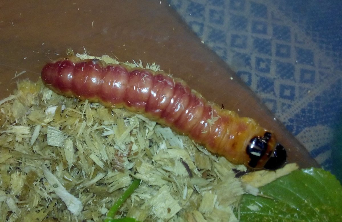 Древоточец пахучий ядовитый или нет