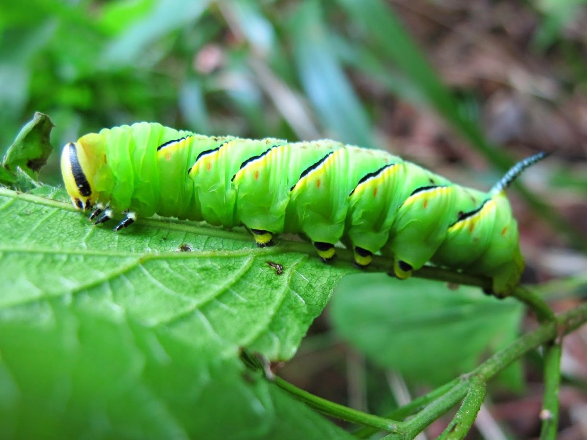 Вирджиния Грин гусеница