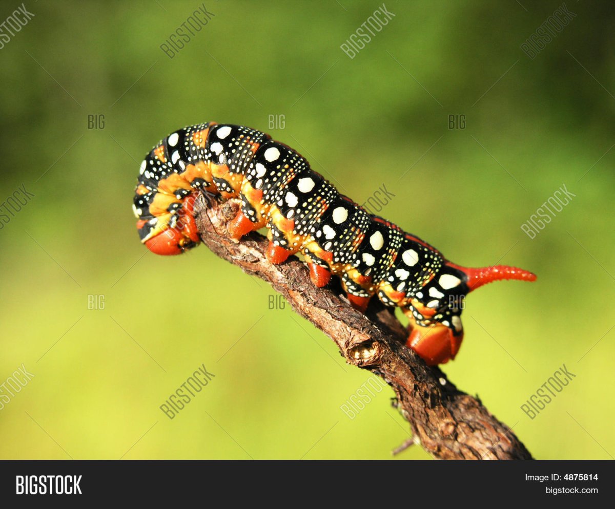 Гусеница с оранжевыми рогами