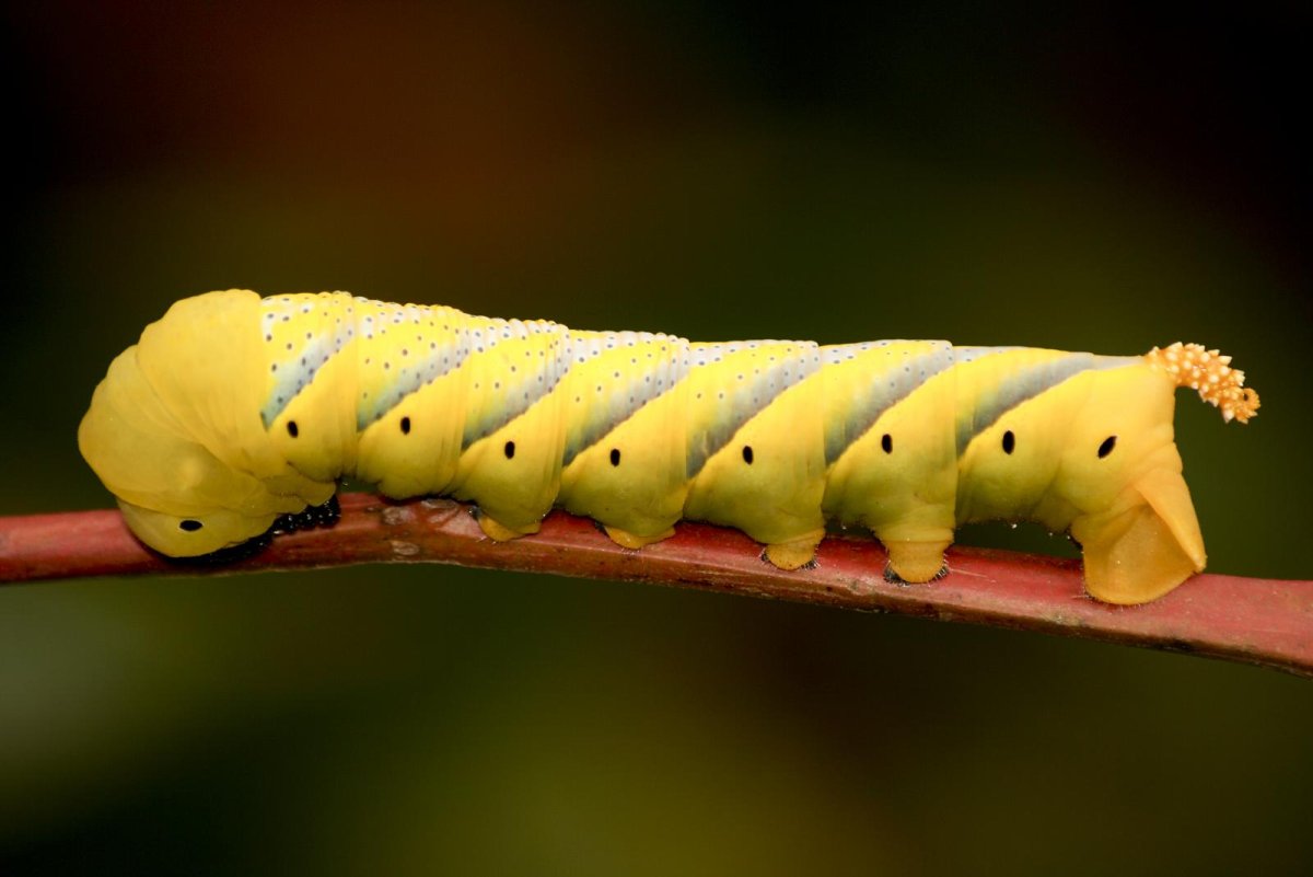 Hawk Moth Caterpillar гусеница