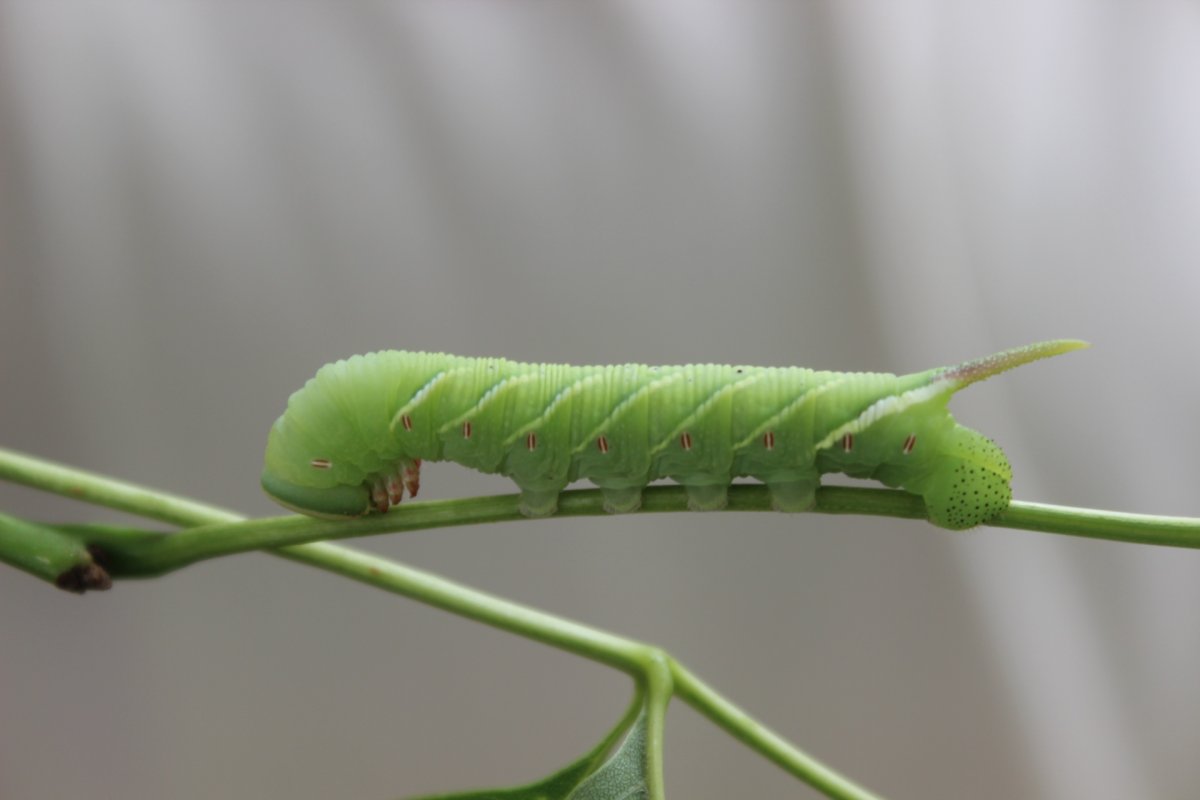 Sphinx Moth Caterpillar