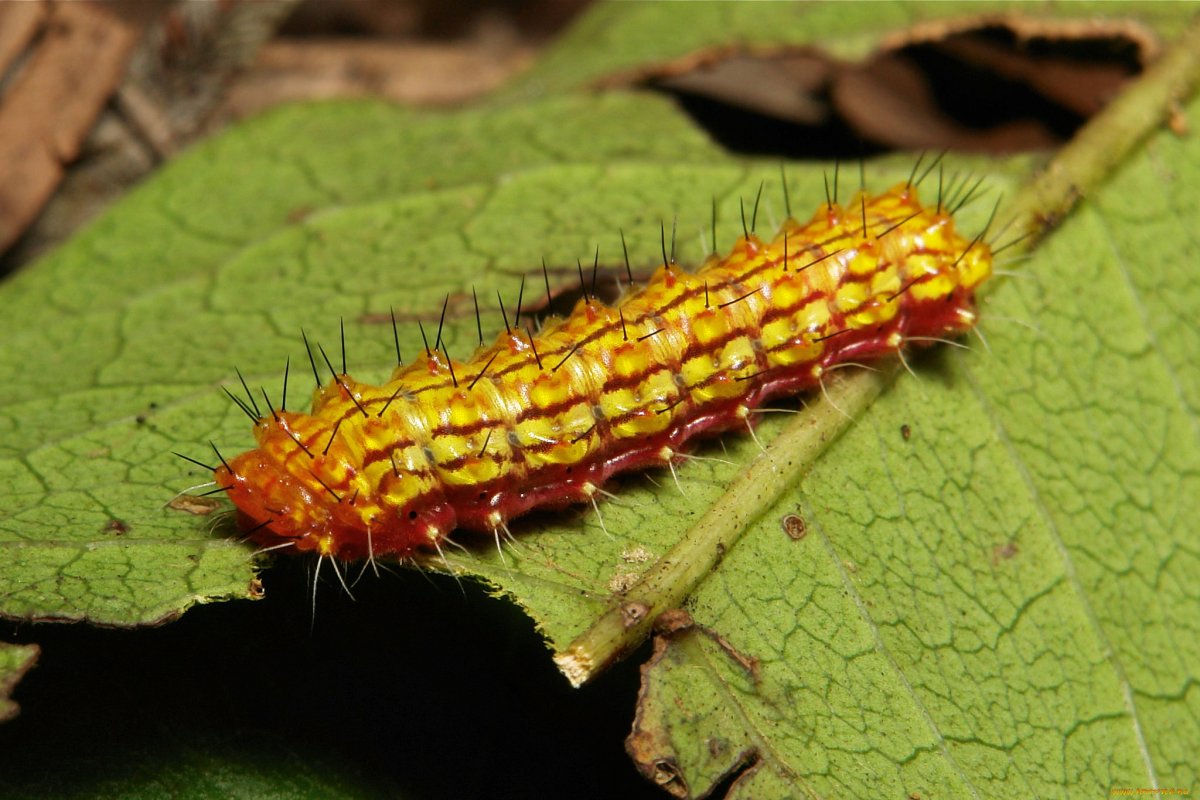 Розово - жёлтые гусеницы