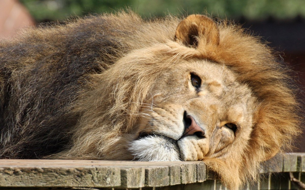 Задумчивый Лев