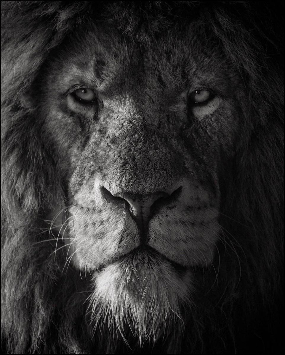 Одинокий Лев