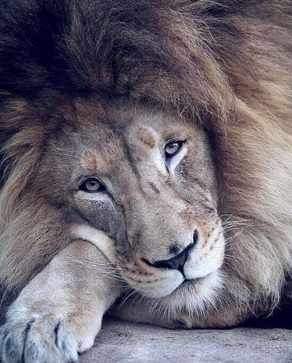 Плачущий Лев