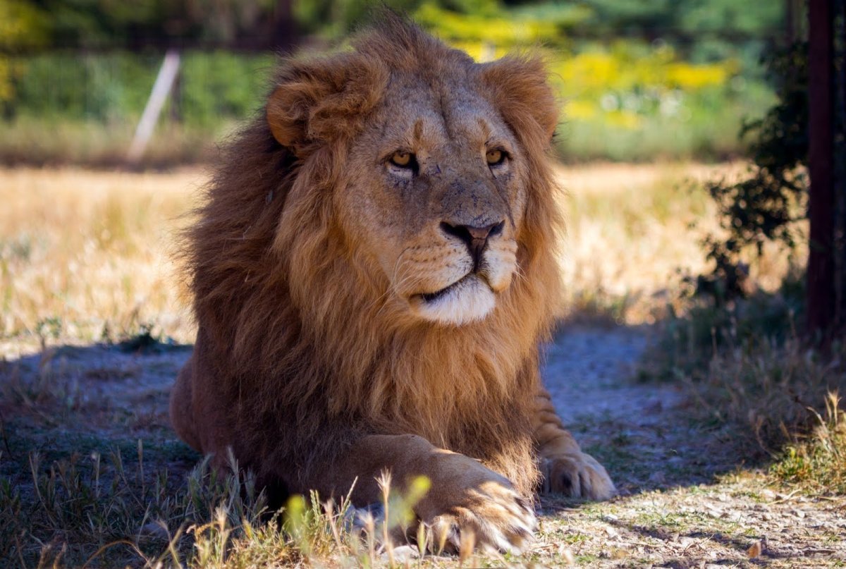 Лев в ожидании