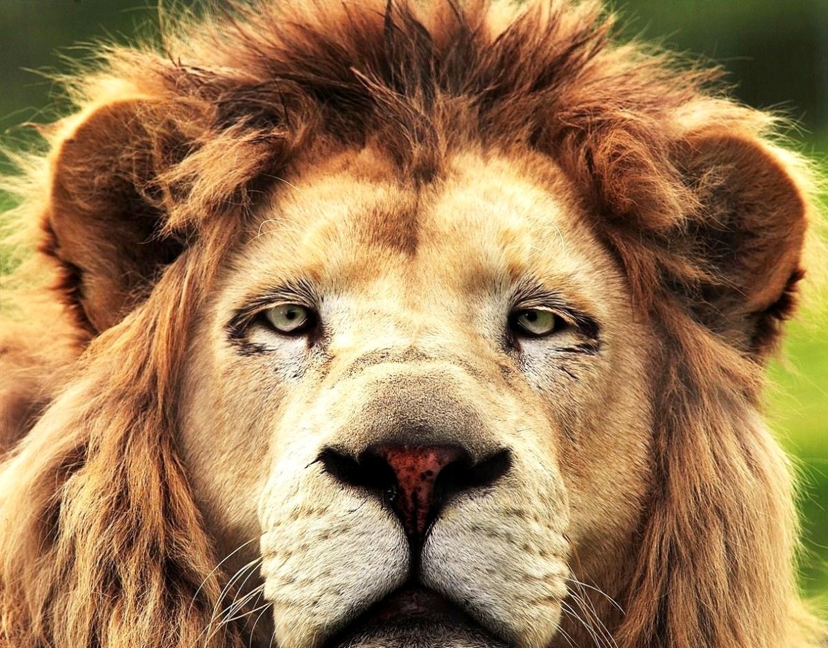 Лев плачет загадка