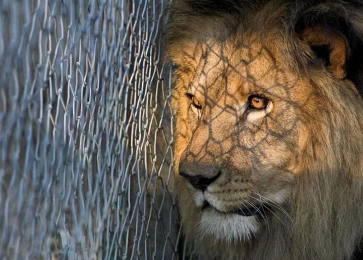 Львица в клетке