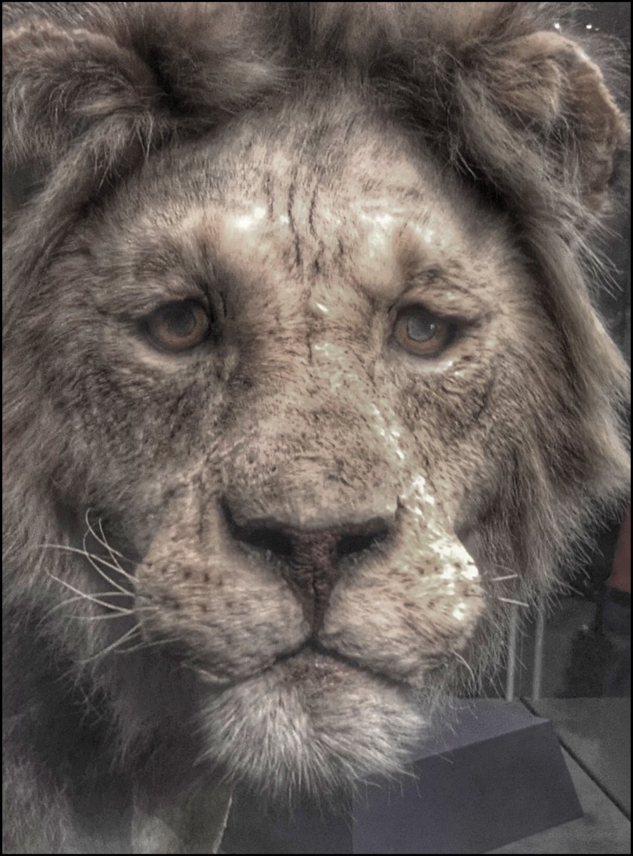 Намокший Лев