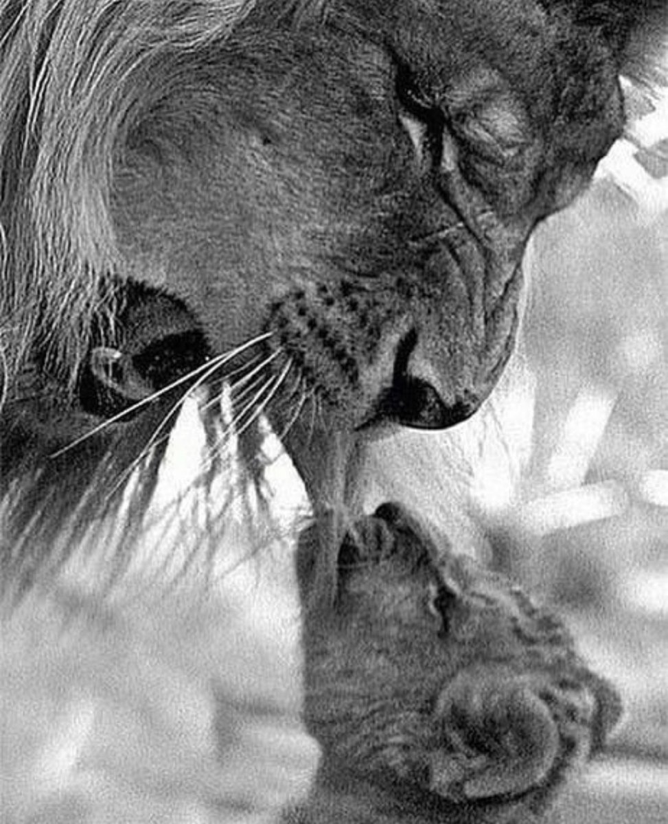 Плачущий Лев