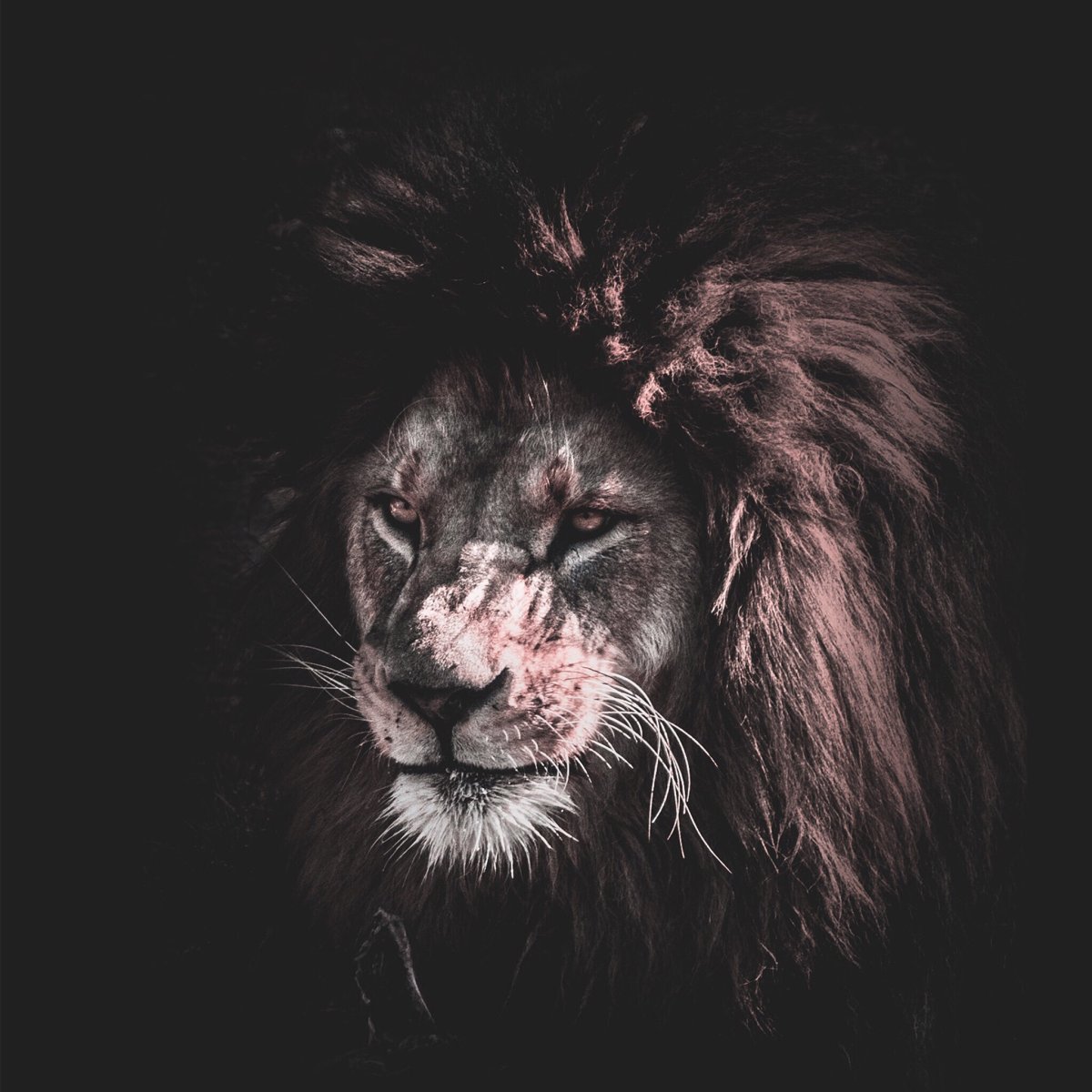 Лев с окровавленной мордой