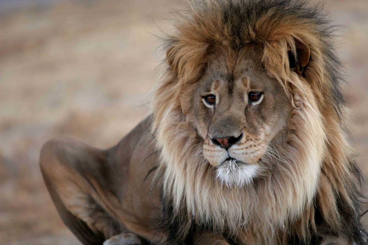 Грустный Лев