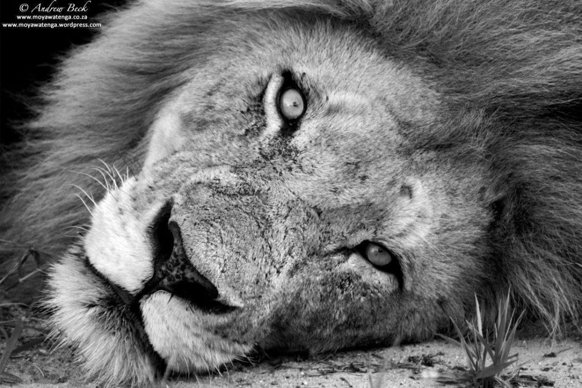 Лев с голубыми глазами