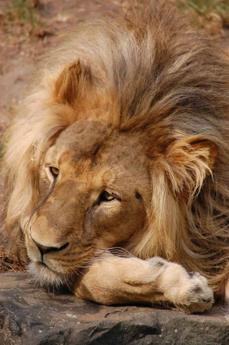 Одинокий Лев