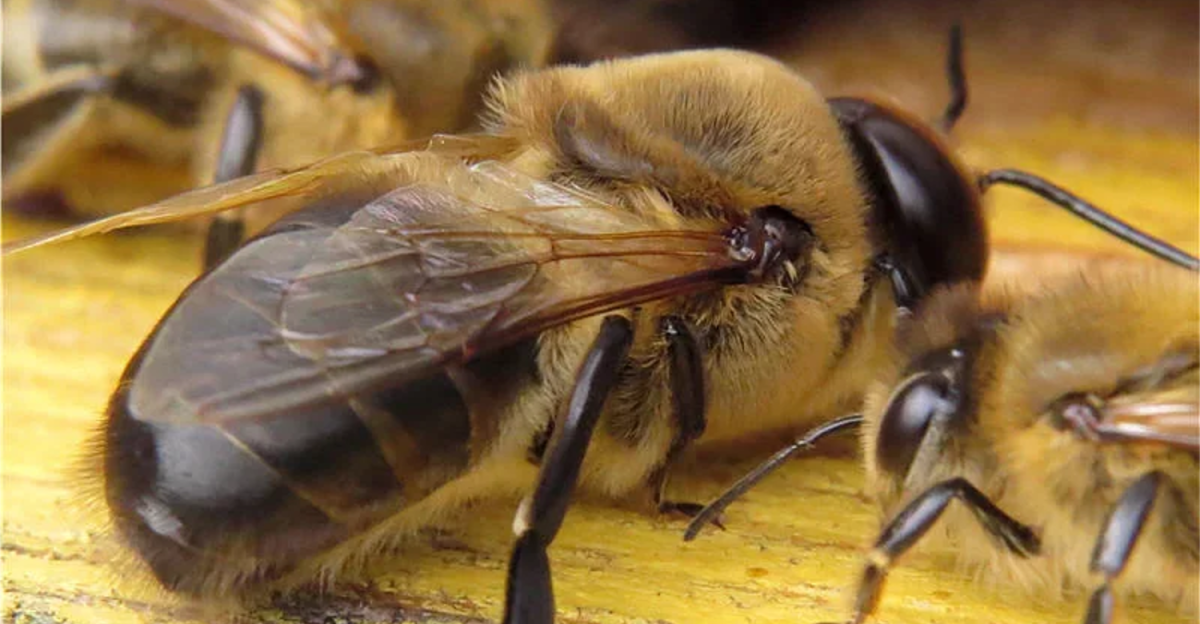 Медоносная пчела трутень