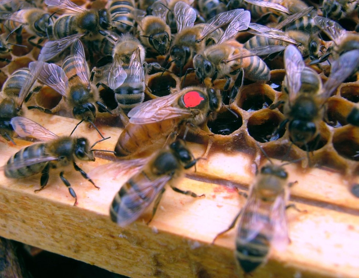 Бакфаст порода пчел