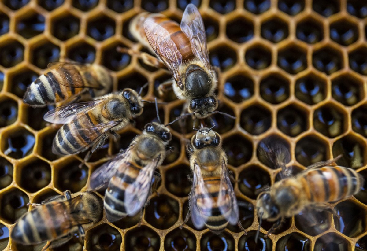 Пчелиная матка