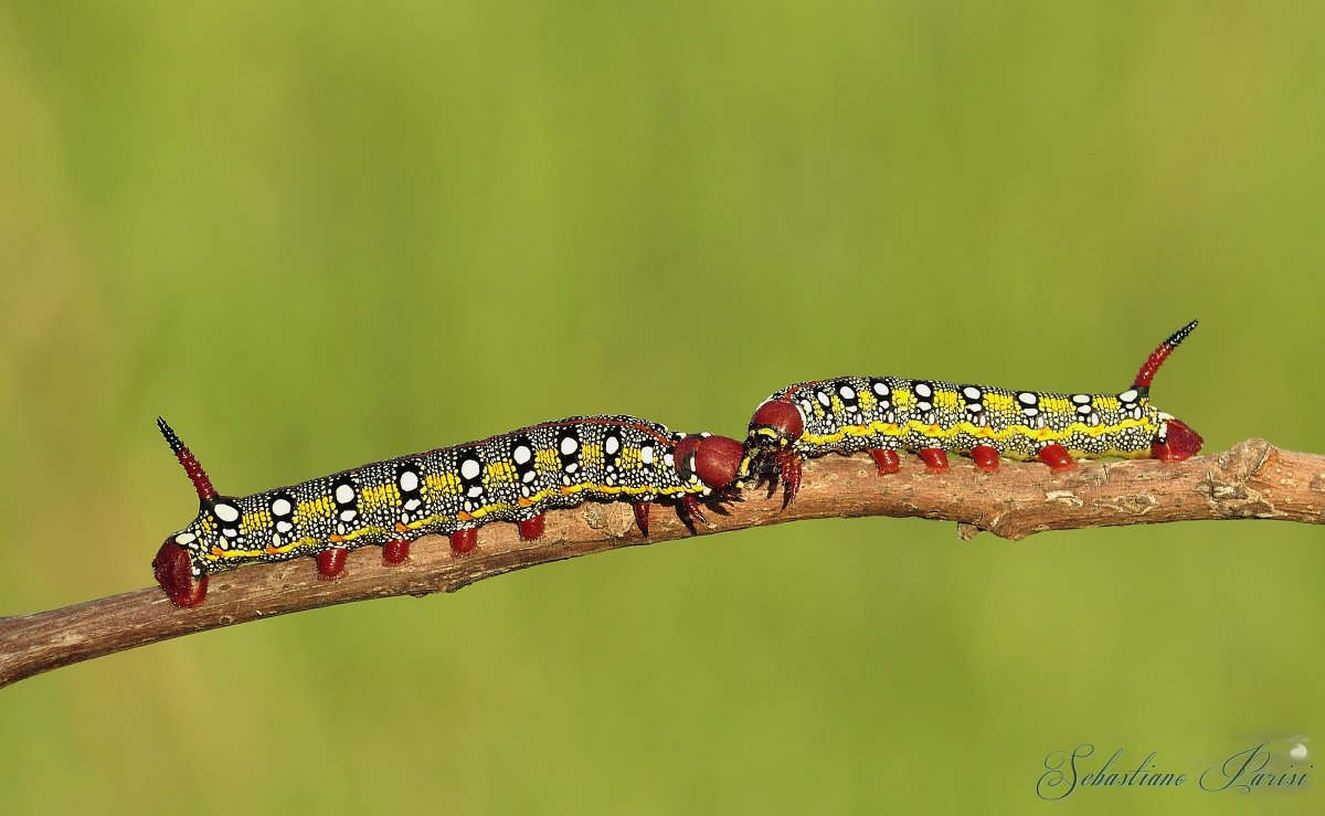 Бражник гусеница мохнатая