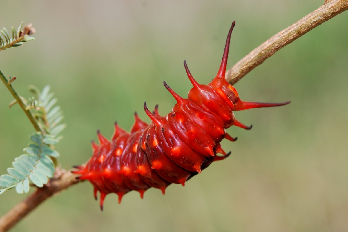 Pipevine Swallowtail Caterpillar
