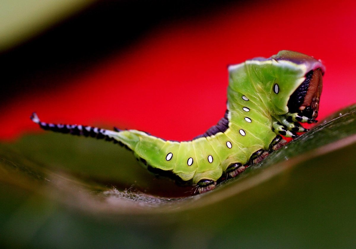 Гусеница вилохвоста