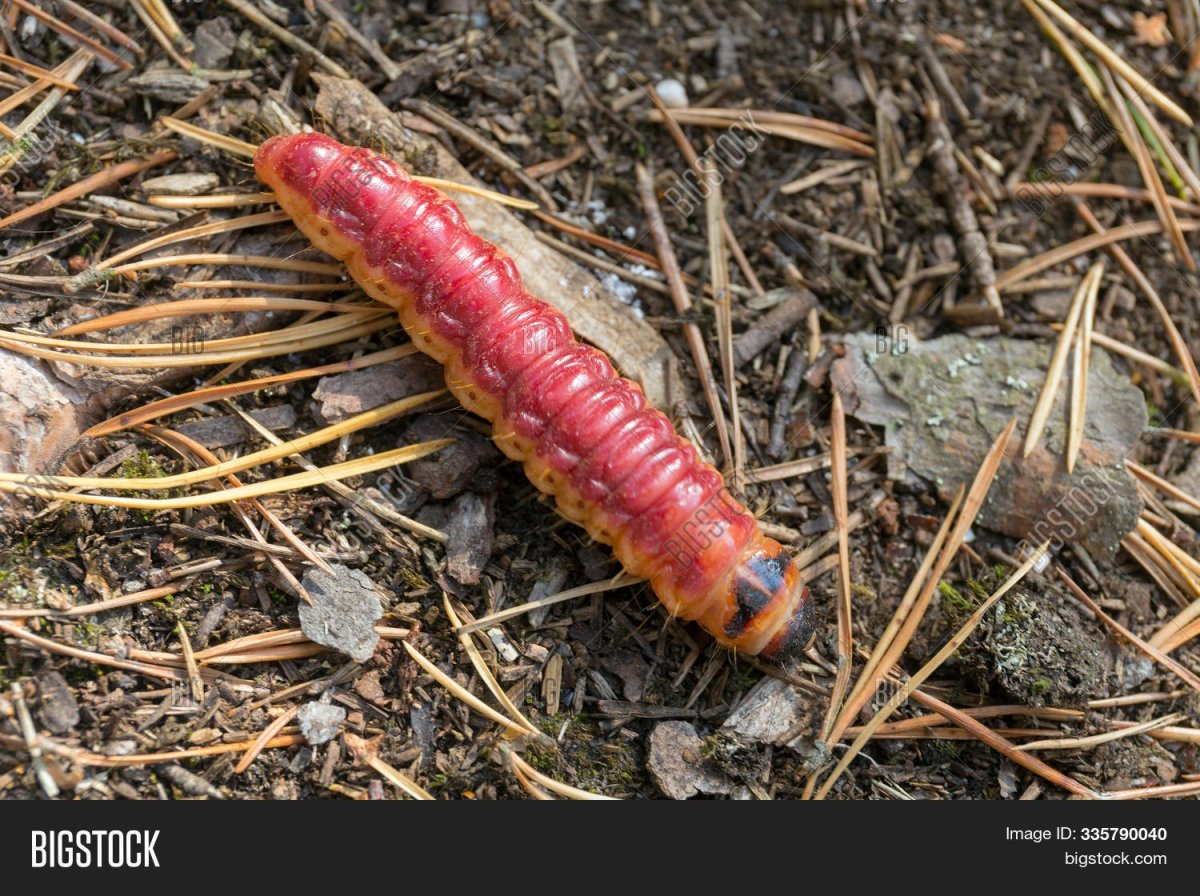 Красный Caterpillar гусеница