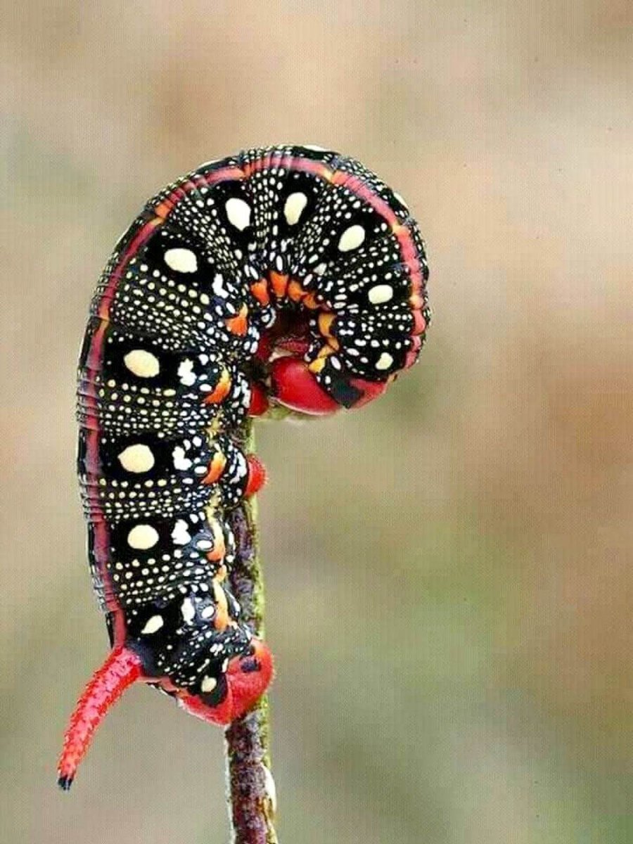 Красивые гусеницы