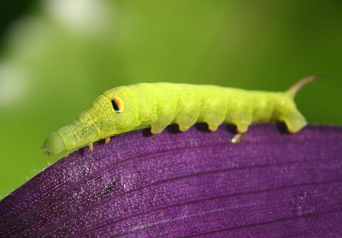 Моль метаморфоз