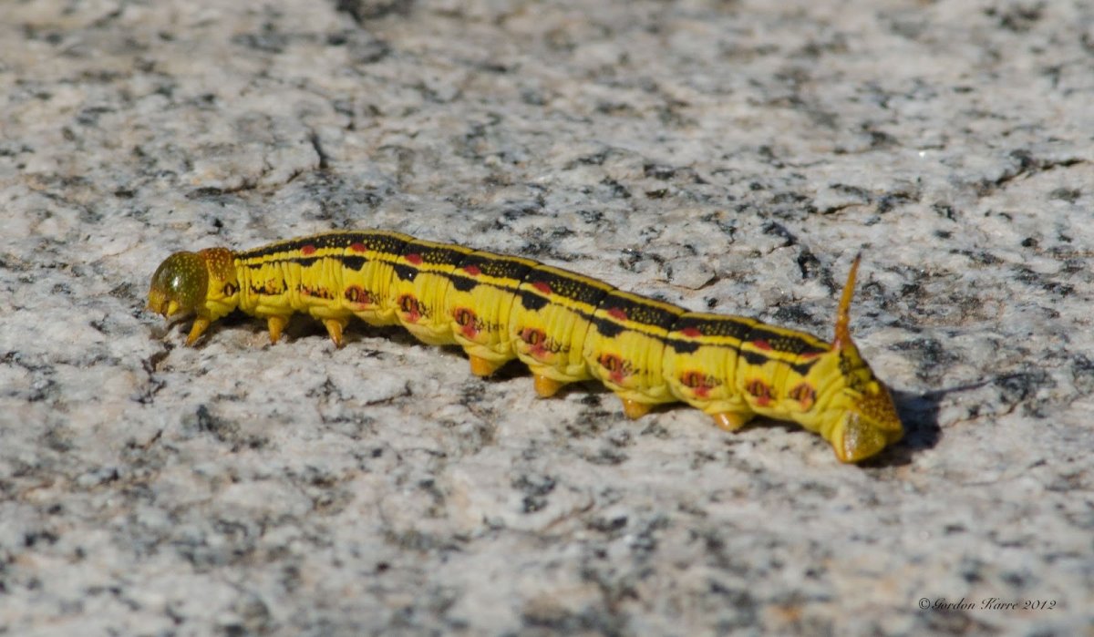 Большая желтая гусеница