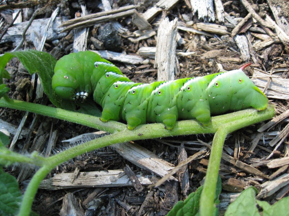 Рогатая гусеница БРАЖНИКА