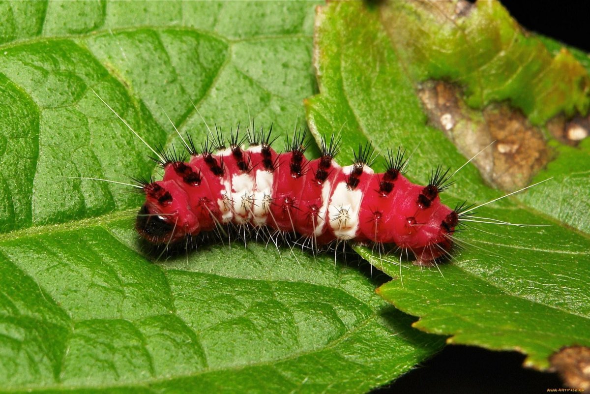 Личинка бабочки Адмирал