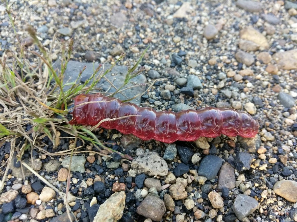 Черви и гусеницы