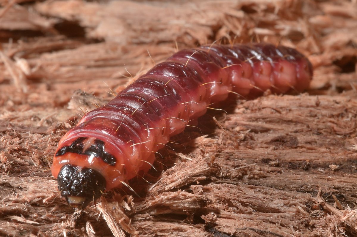 Гигантская гусеница Коссус