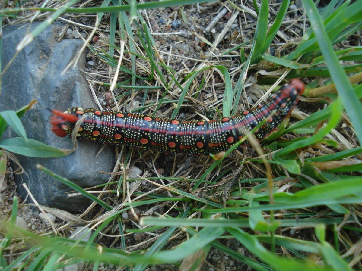 Гусеница с двумя хвостами