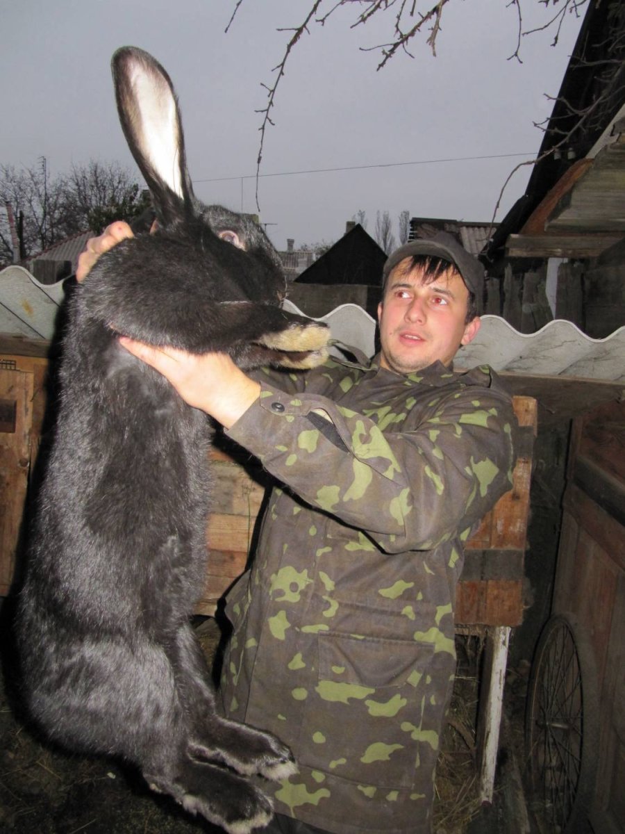 Бельгийский обр кролик