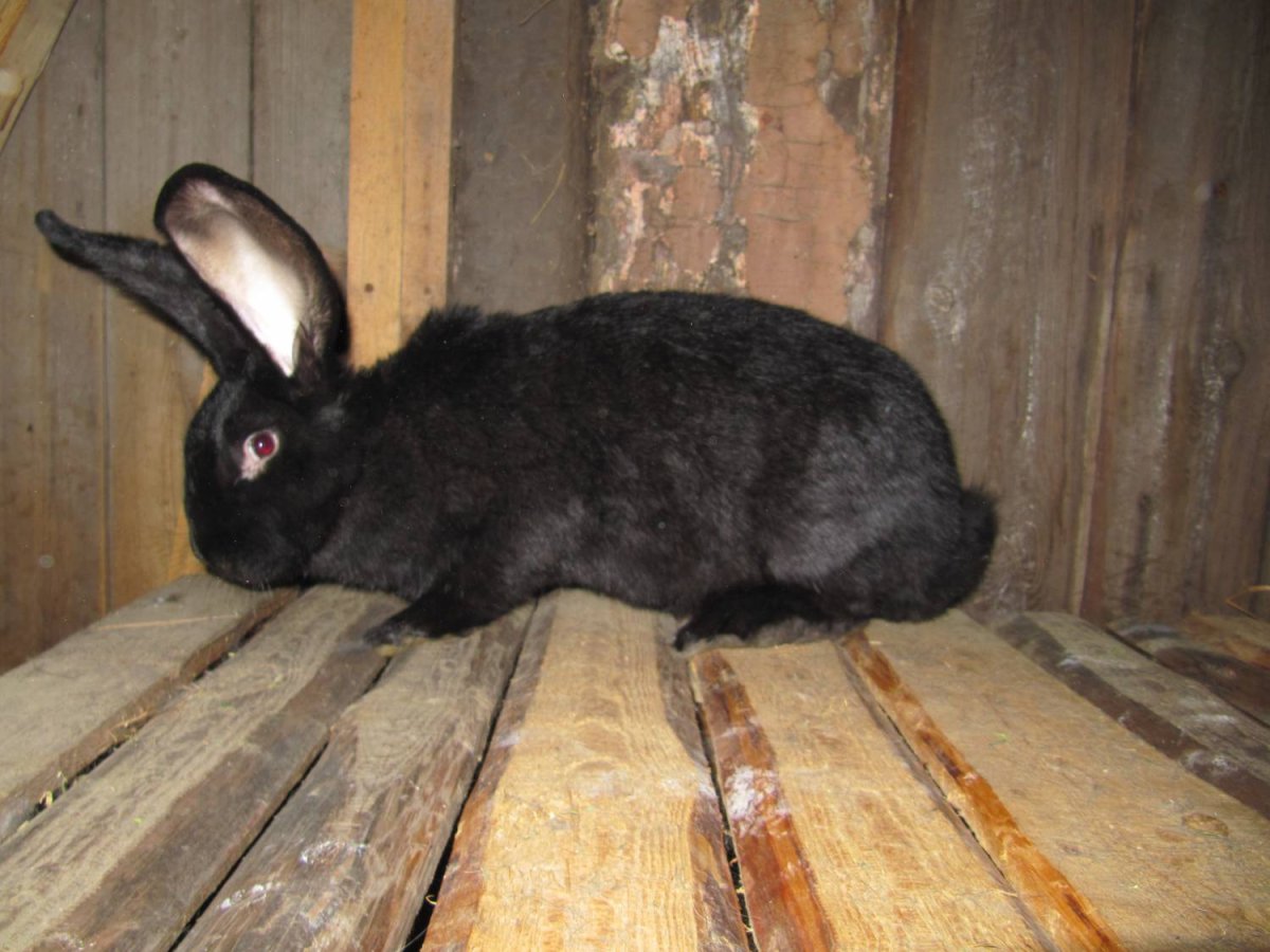 Кролик Фландр бельгийский великан черный