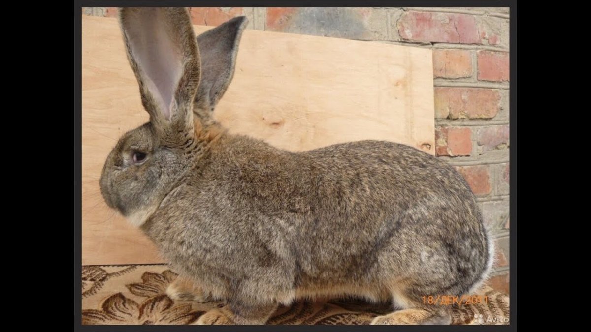 Кролик Фландр бельгийский великан черный