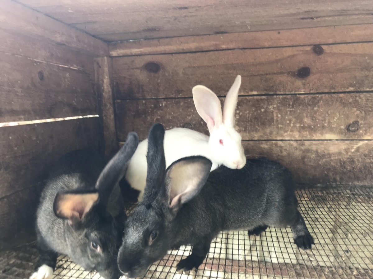 Кролик белый великан черный великан