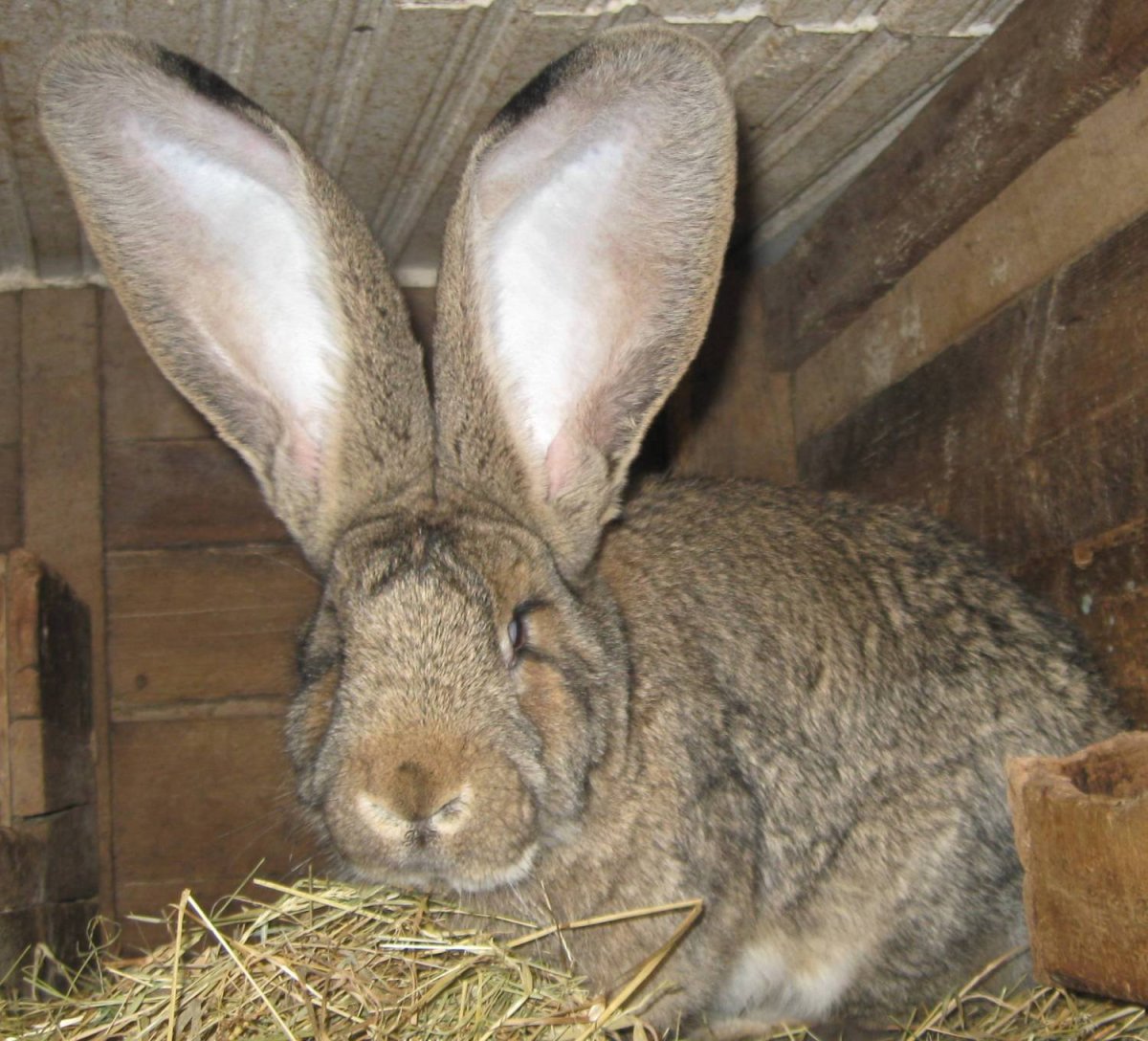 Кролики великаны Фландр