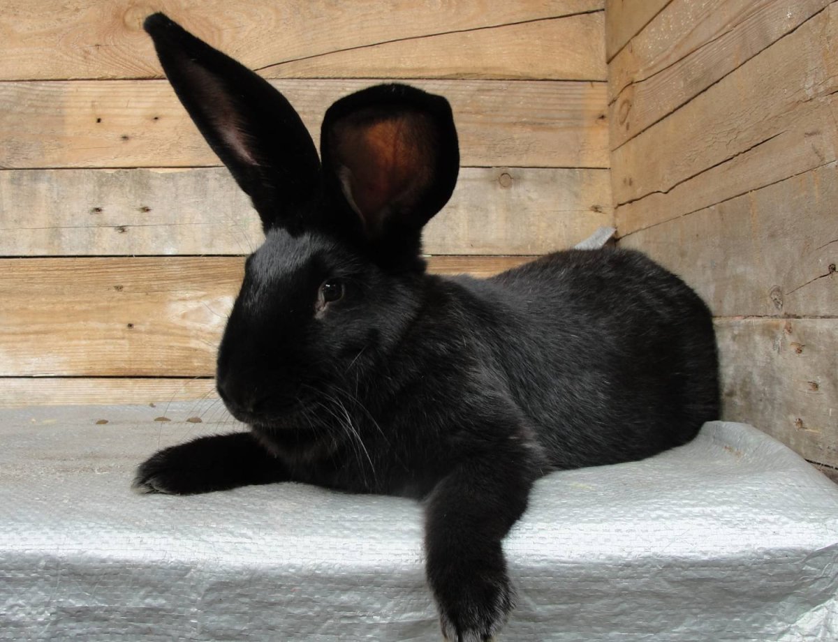 Кролики породы Строкач