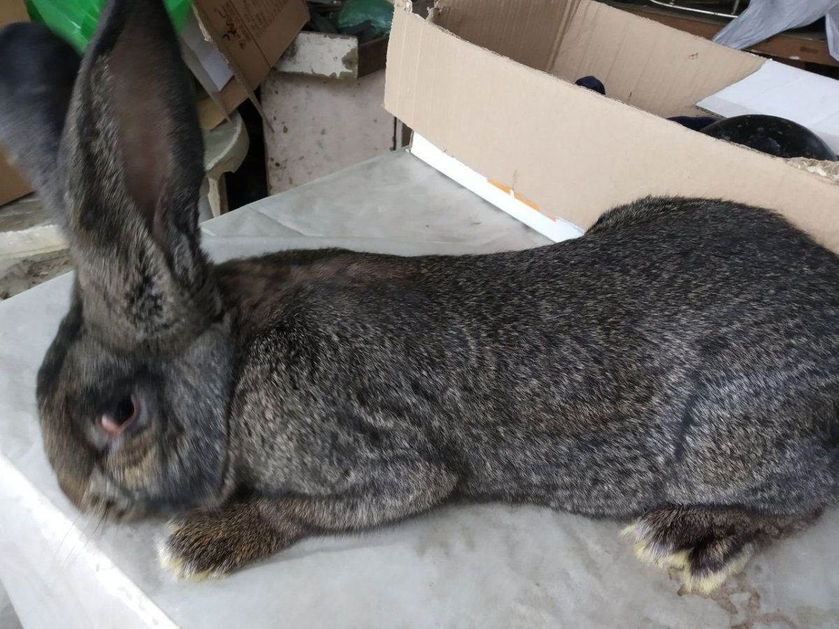 Кролики фландеры великаны