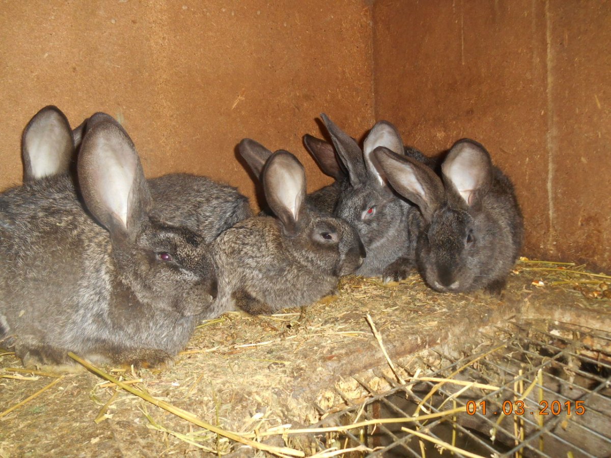 Кролики серый великан ,фландер