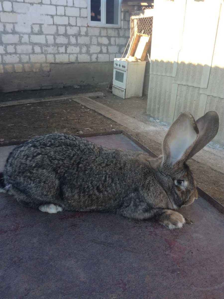 Кролик Фландр агути