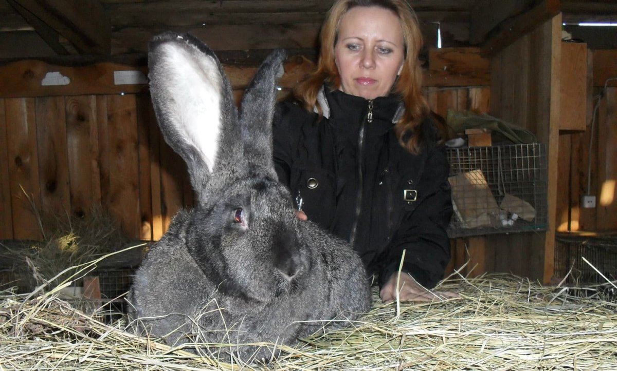 Порода кроликов Фландр вес