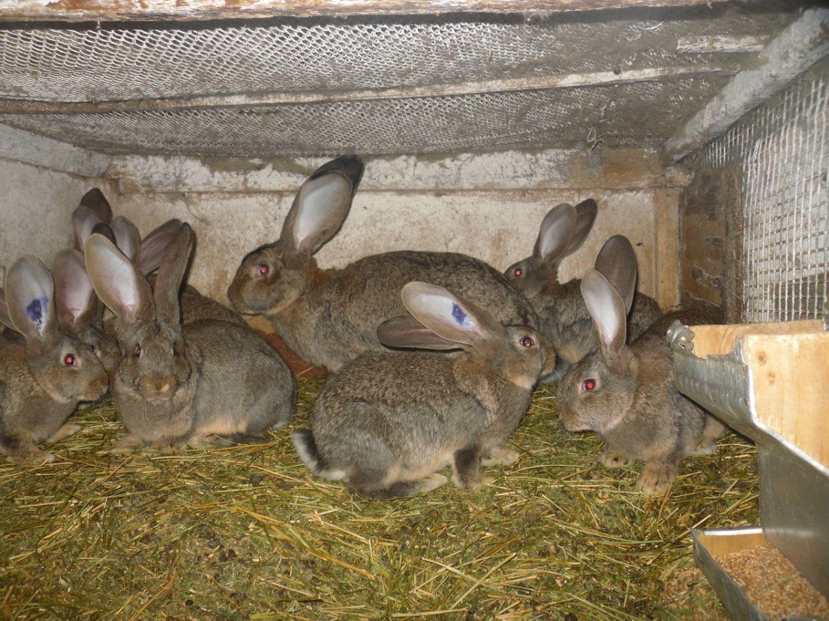 Бельгийский Фландр кролик