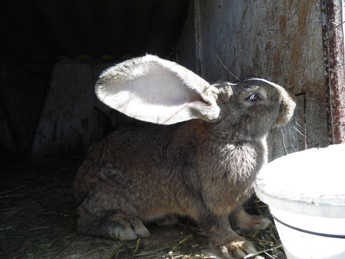 Английский великан кролик